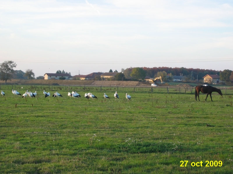 CHEVAUX.jpg CHEVAUX.jpg